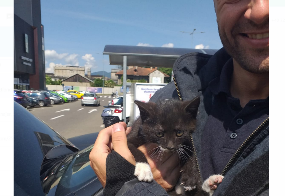 Pisică salvată de pompierii nemțeni