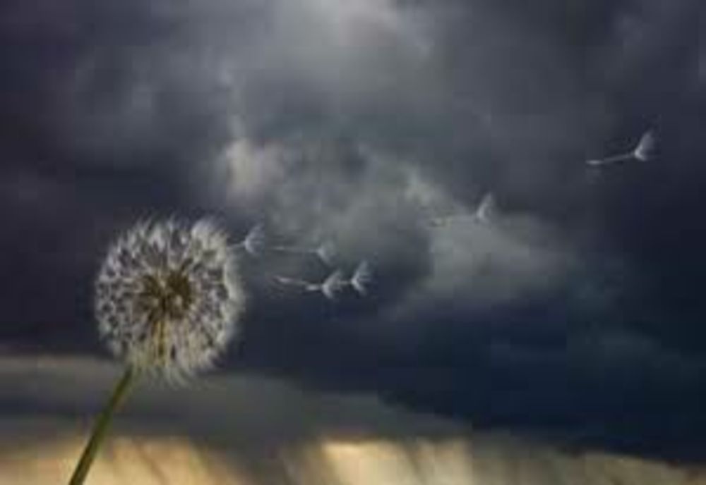 Atenționare nowcasting: Zona de munte din Neamț și Suceava, sub cod GALBEN de vânt puternic