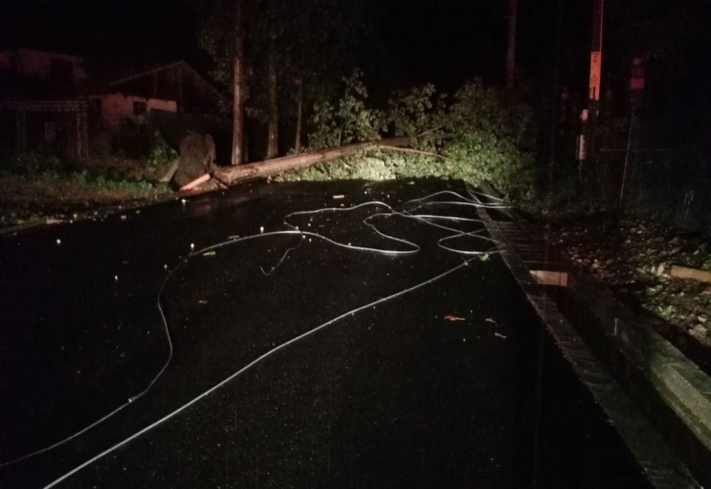 Frurtuna a făcut ravagii în Neamț: copaci căzuți, curți inundate, localități fără curent 