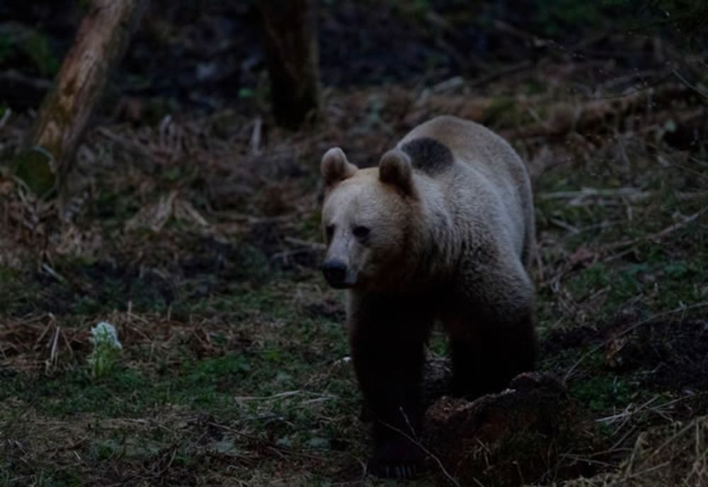 Un urs a sfâșiat un vițel la Borca