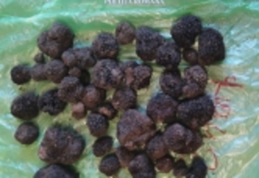 Vasluian prins recoltând trufe negre pe raza Ocolului Silvic Pipirig