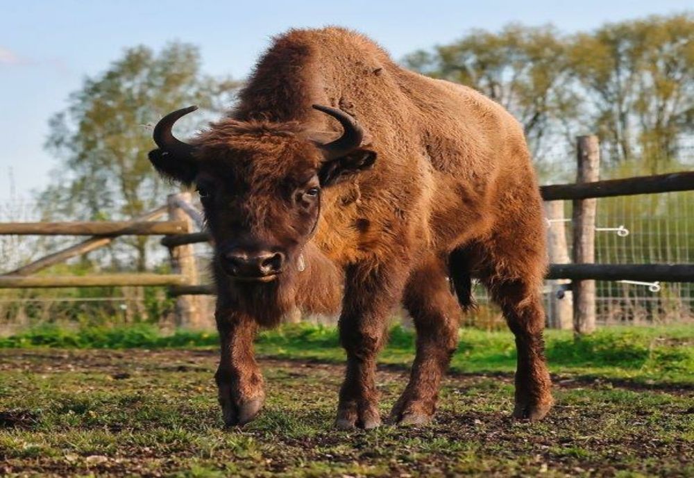 RO-ALERT într-o comună din Neamț! În zonă și-a făcut apariția un zimbru