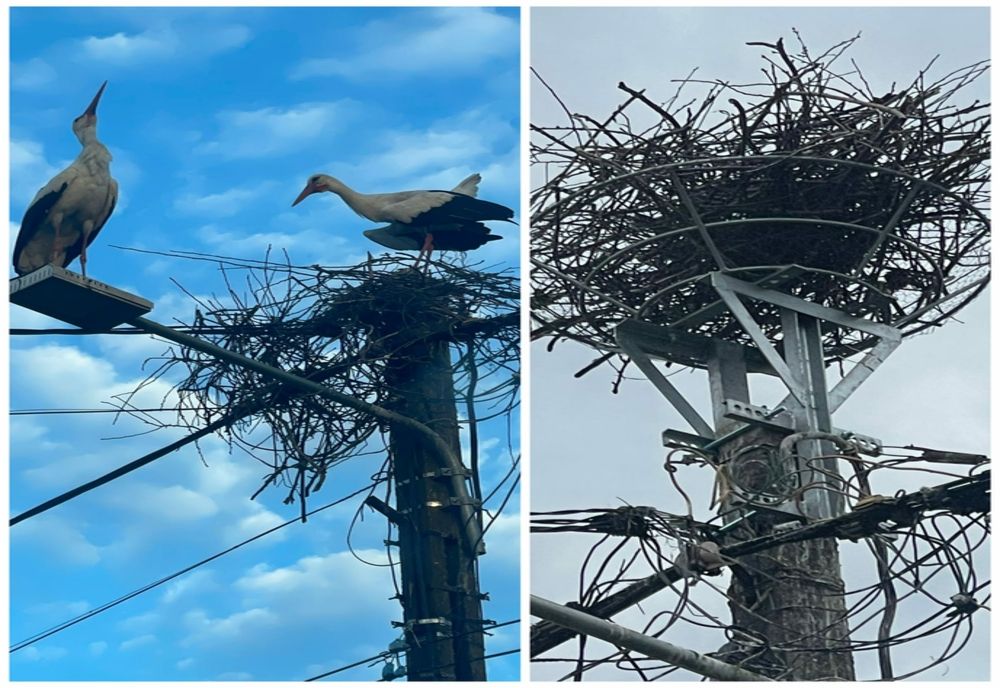 Angajații Delgaz Grid au ajutat câteva berze din Neamț să se mute în ”casă nouă”- FOTO
