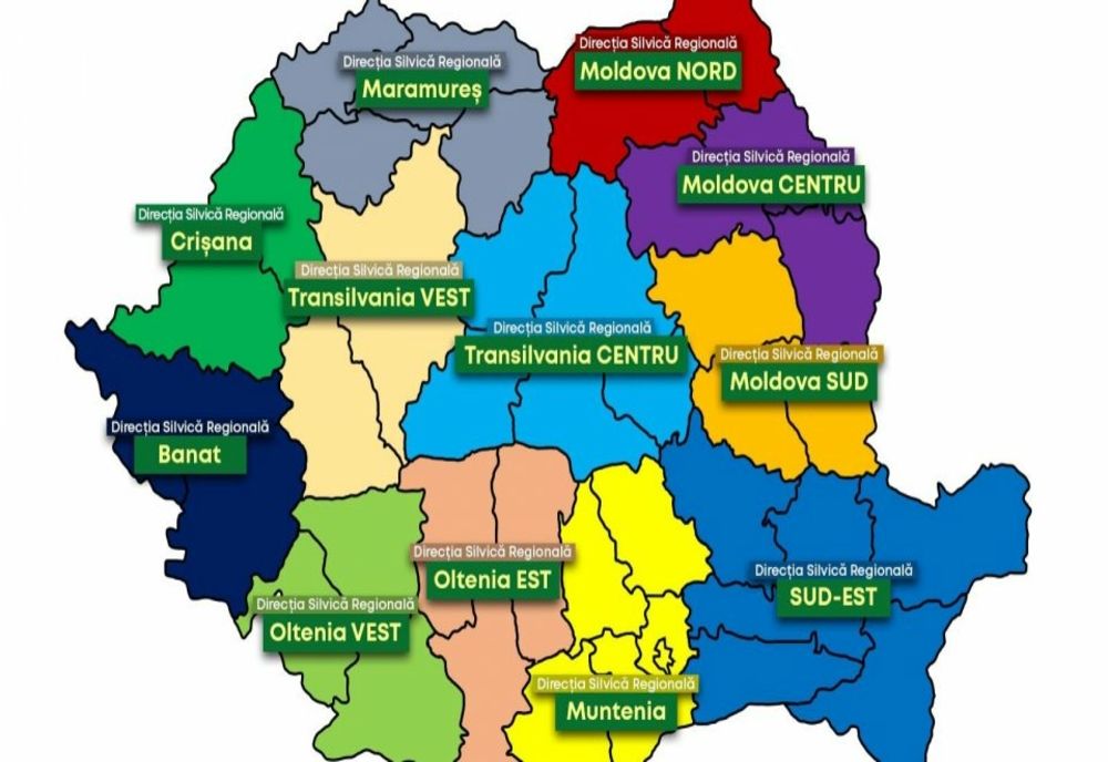 REORGANIZARE LA ROMSILVA: DIN 41, VOR RĂMÂNE DOAR 12 DIRECȚII SILVICE