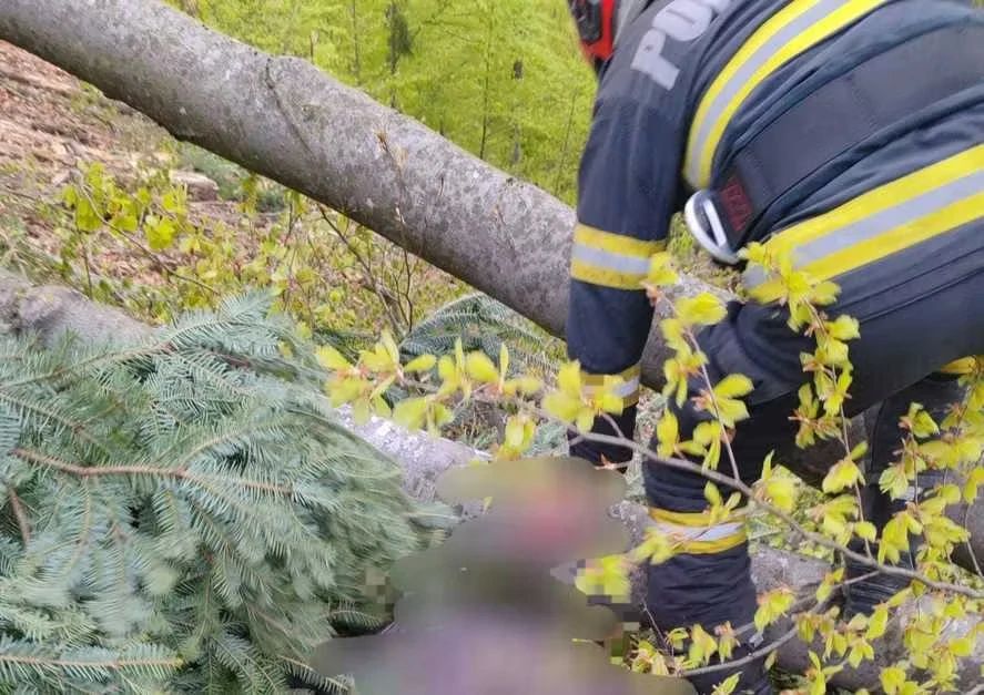 Bărbat mort după ce a fost strivit de un copac în județul Neamț