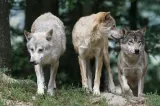 Alertă în Neamț după apariția unor lupi în apropierea unei zone locuite. Autoritățile au emis mesaj RO-Alert