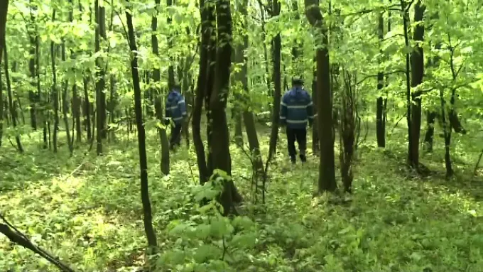 rătacita in padure