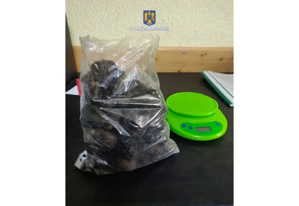 Prins la recoltat de trufe negre