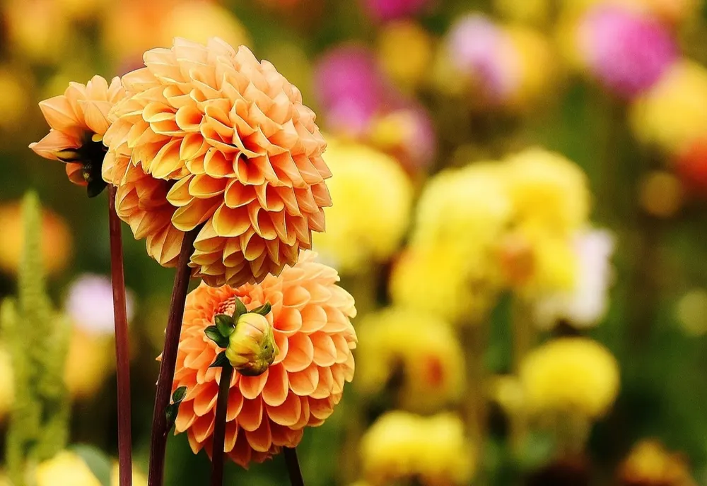VREMEA 31 OCTOMBRIE. TEMPERATURILE SE MENȚIN RIDICATE