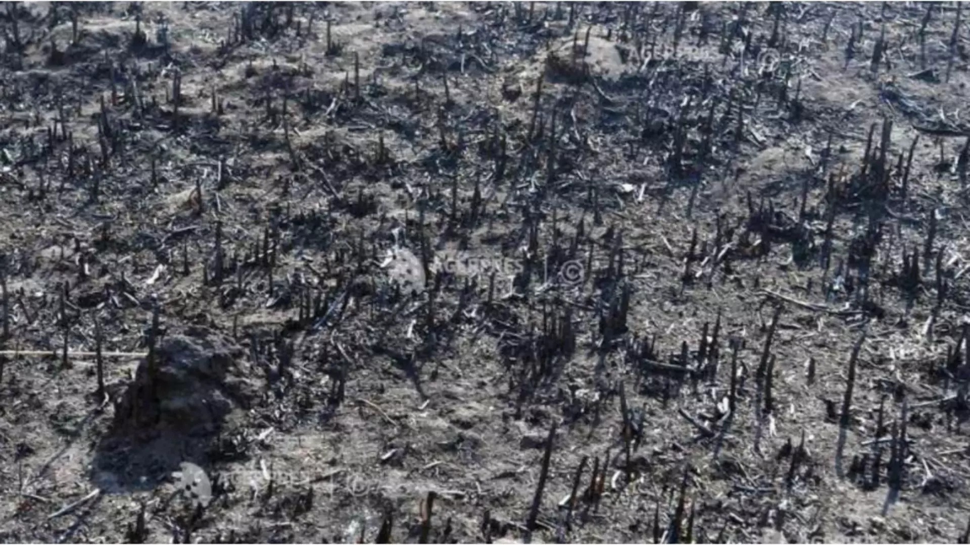 Incendiu masiv de vegetație în județul Neamț. Zeci de hectare sunt mistuite de flăcări