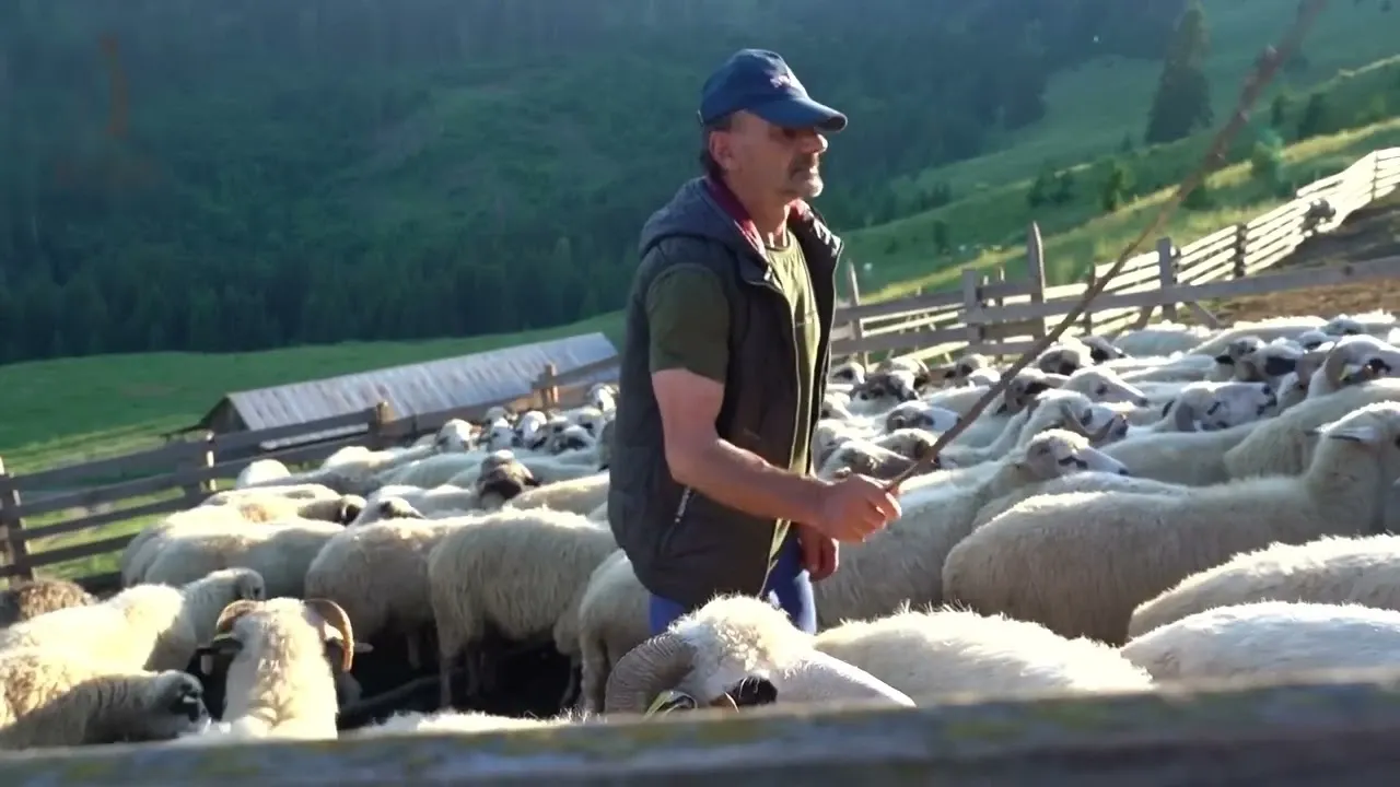 Plăți APIA pentru crescătorii de animale