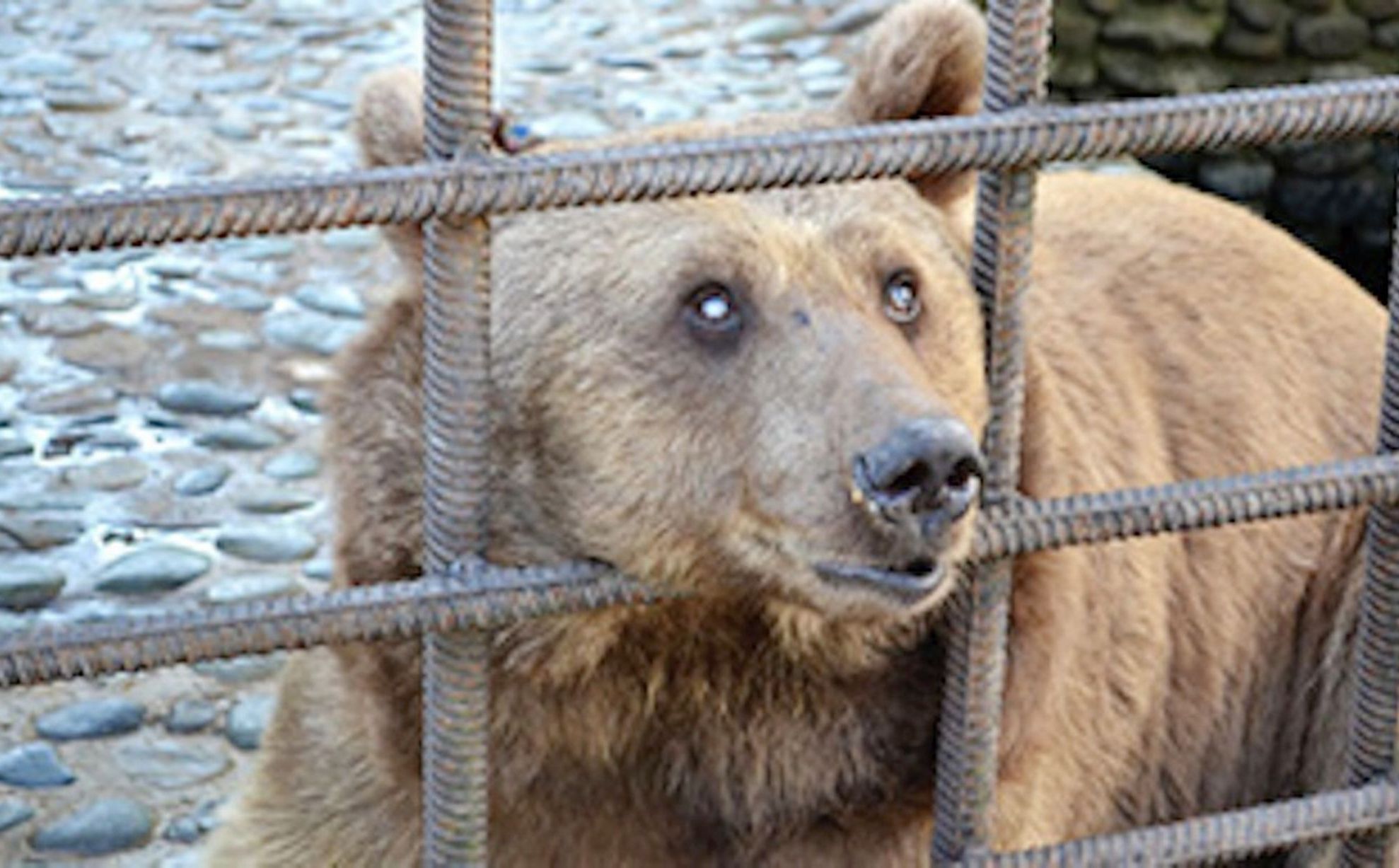 urs din neamt mutat la zarnesti