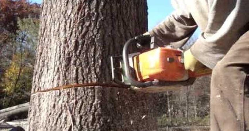 murit copac creanga taiat