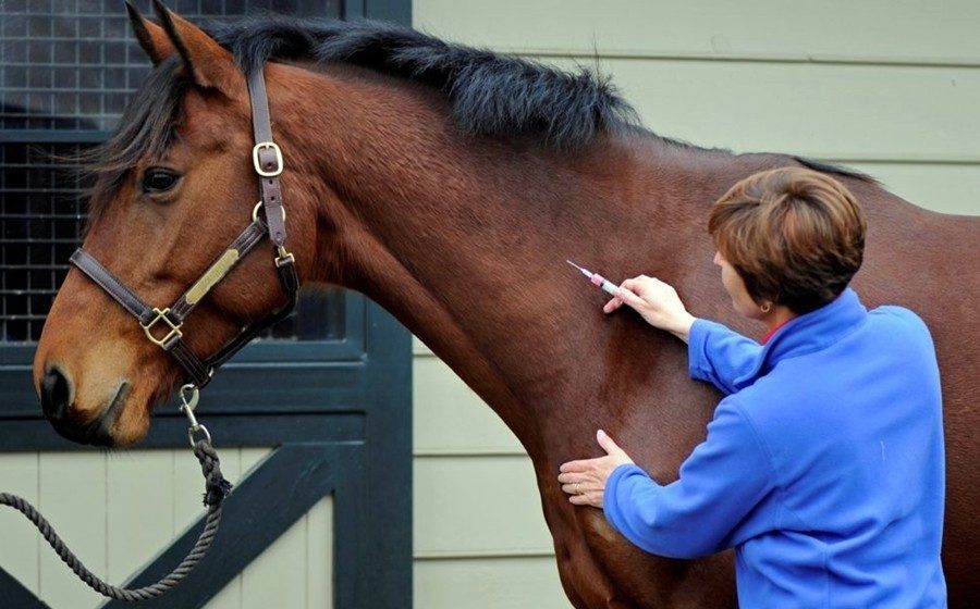 vaccinarea animalelor