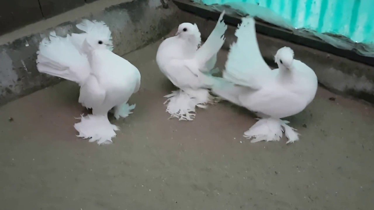 incendiu scăricica pompier foc