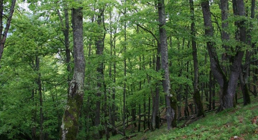 socrul sef peste paduri