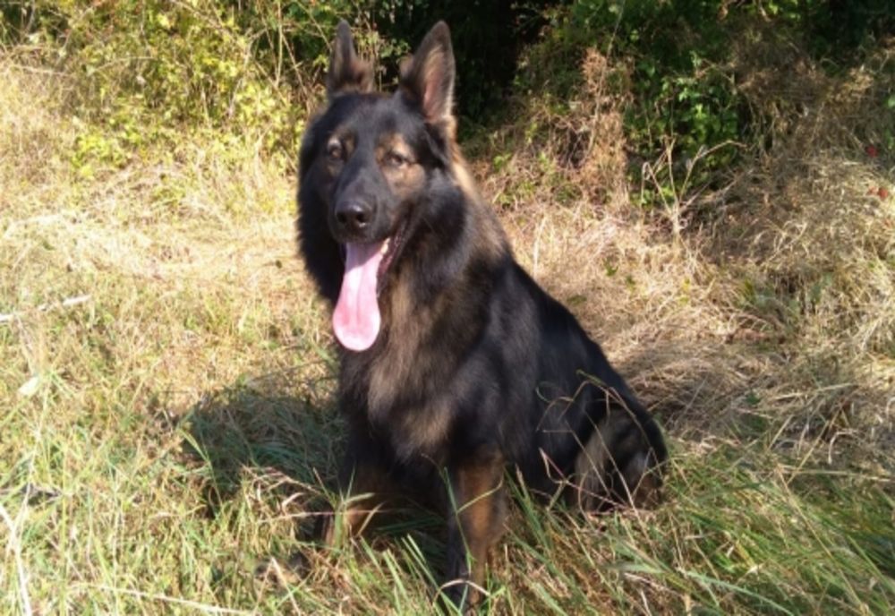 Un câine polițist a găsit o femeie dată dispărută (FOTO)