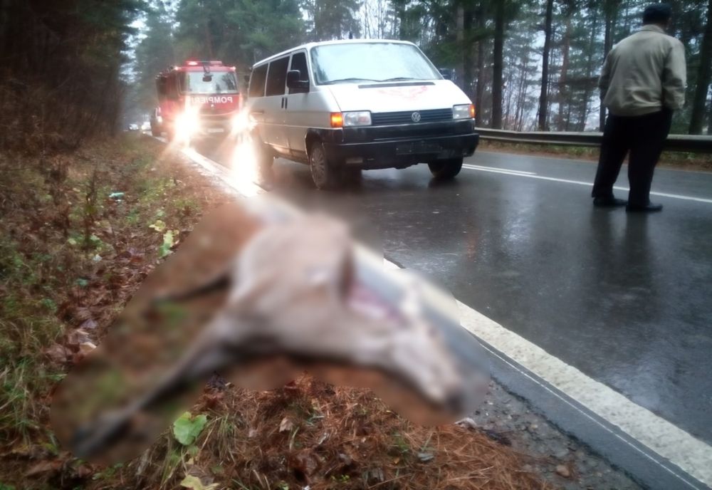 O căprioară a murit după ce a fost lovită de un microbuz cu elevi (FOTO)