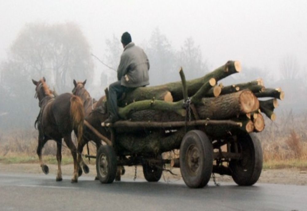 Vasluian, arestat pentru delapidarea a 1,51 metri cubi de material lemnos