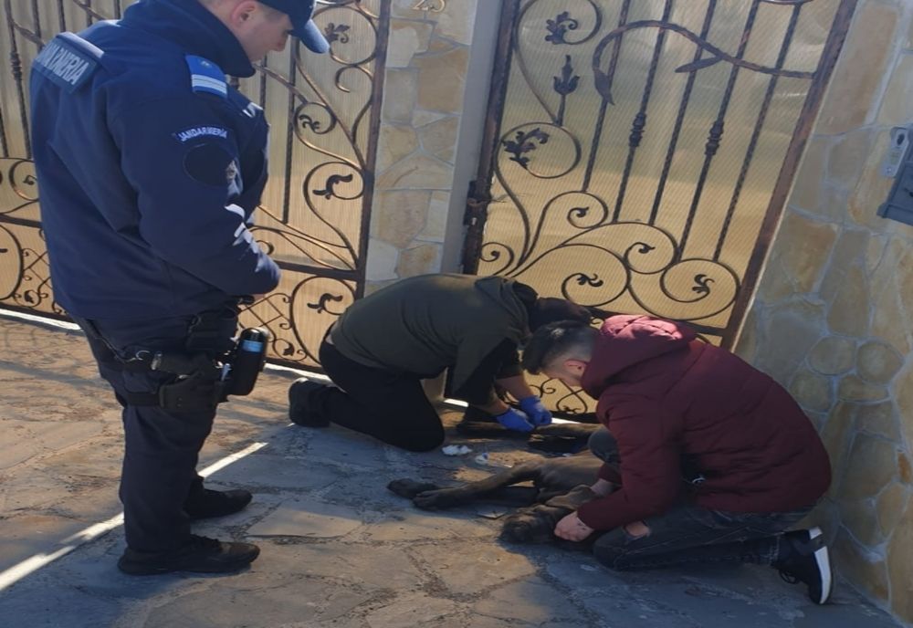 Câine periculos liber pe stradă, proprietar identificat și amendat de jandarmi (FOTO)