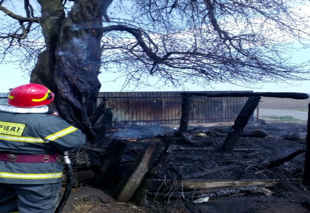 Cinci oi și șase miei au pierit într-un incendiu izbucnit la un adăpost pentru animale