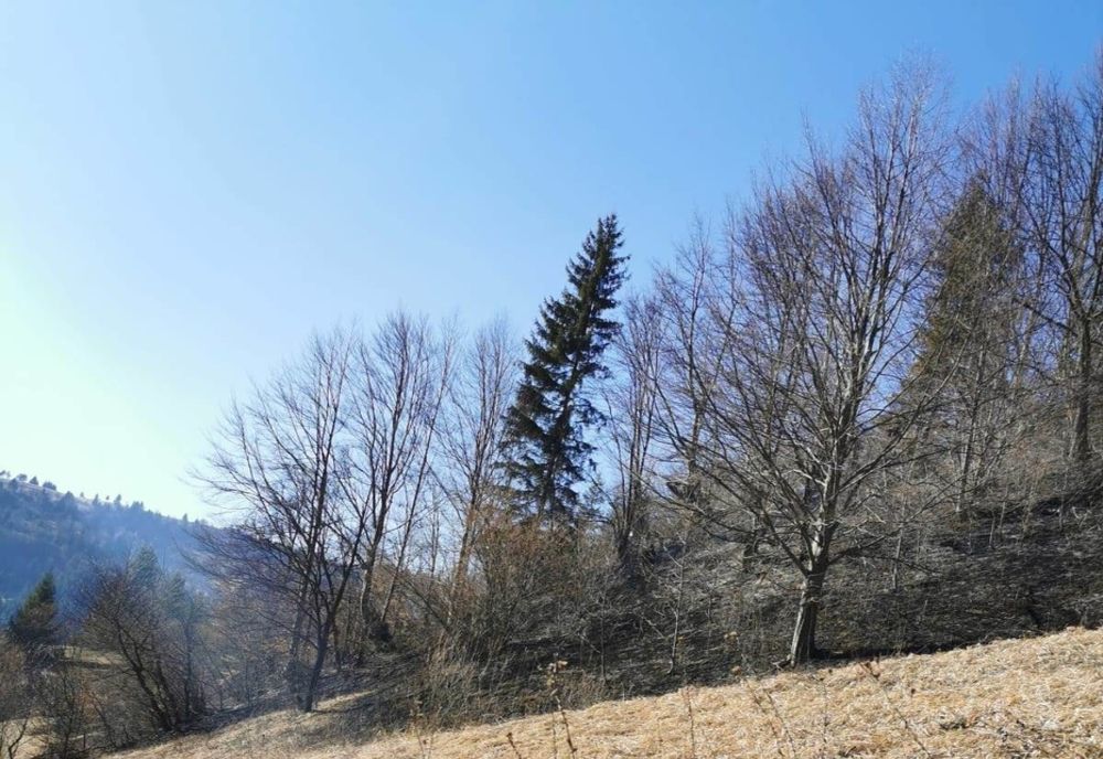 Cinci hectare de litieră arse. Șase ore de luptă cu focul