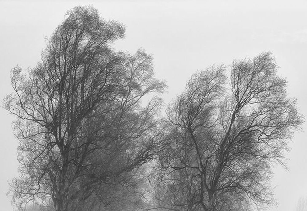 COD GALBEN de vânt în zona joasă a județului Neamț