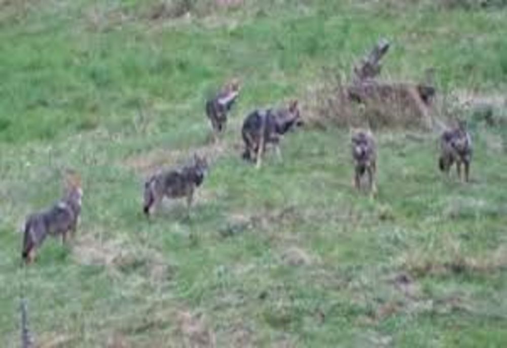 VIDEO Imagini rare cu o haită de lupi în pădurile din județul Neamţ