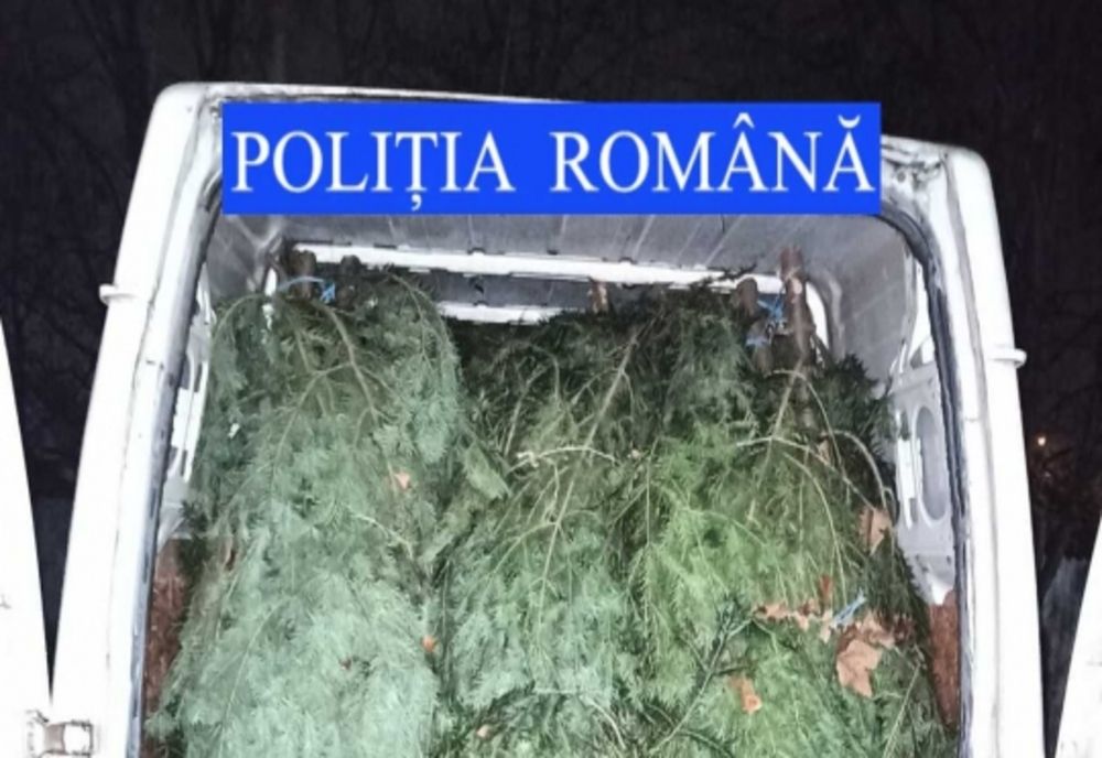 Peste 100 de pomi de Crăciun, confiscați de polițiști