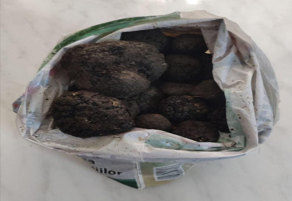 Hoți de trufe, prinși de jandarmi. Doi dintre ei au mai fost sancționați pentru aceeași faptă în septembrie