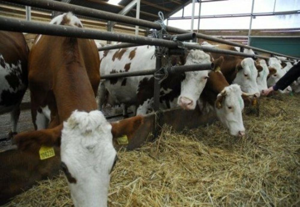 54 de milioane de lei, ajutor de stat pentru crescătorii de animale