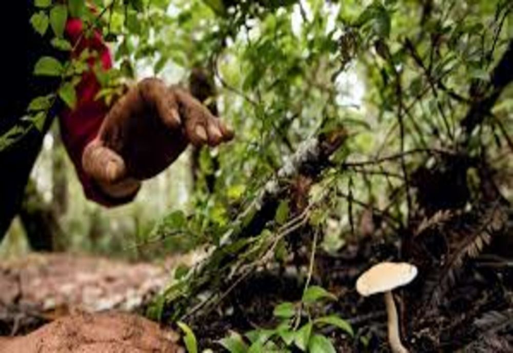 7 persoane, dintre care 4 copii au ajuns la spital după ce au mâncat ciuperci