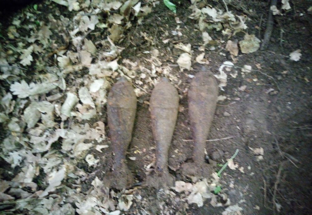 Descoperire periculoasă în pădurea Braniște