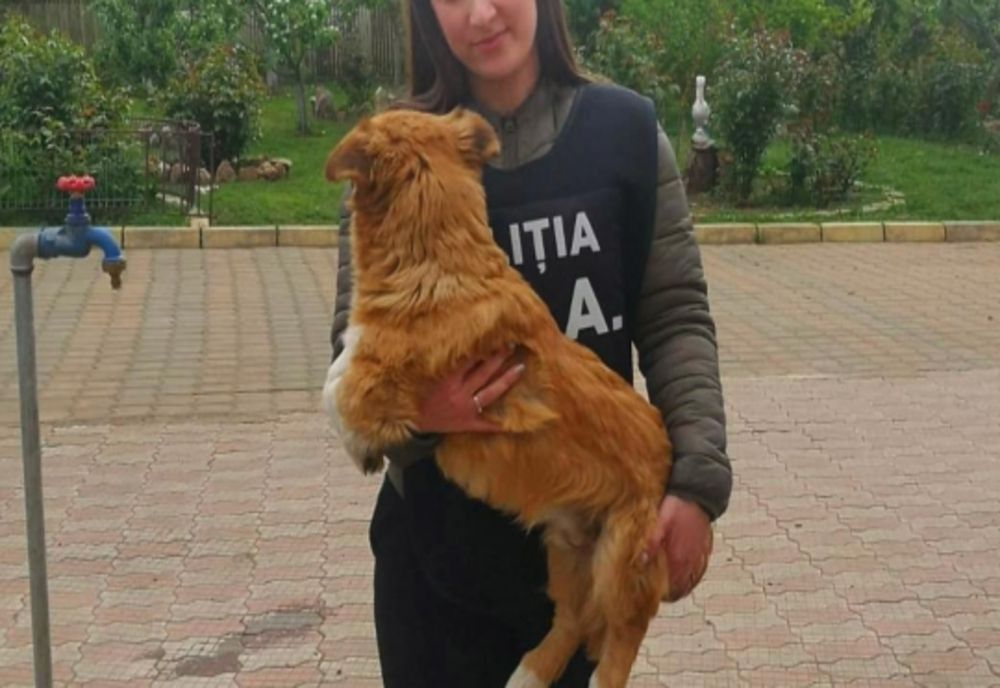 Câini salvați prin intermediul biroului pentru protecția animalelor