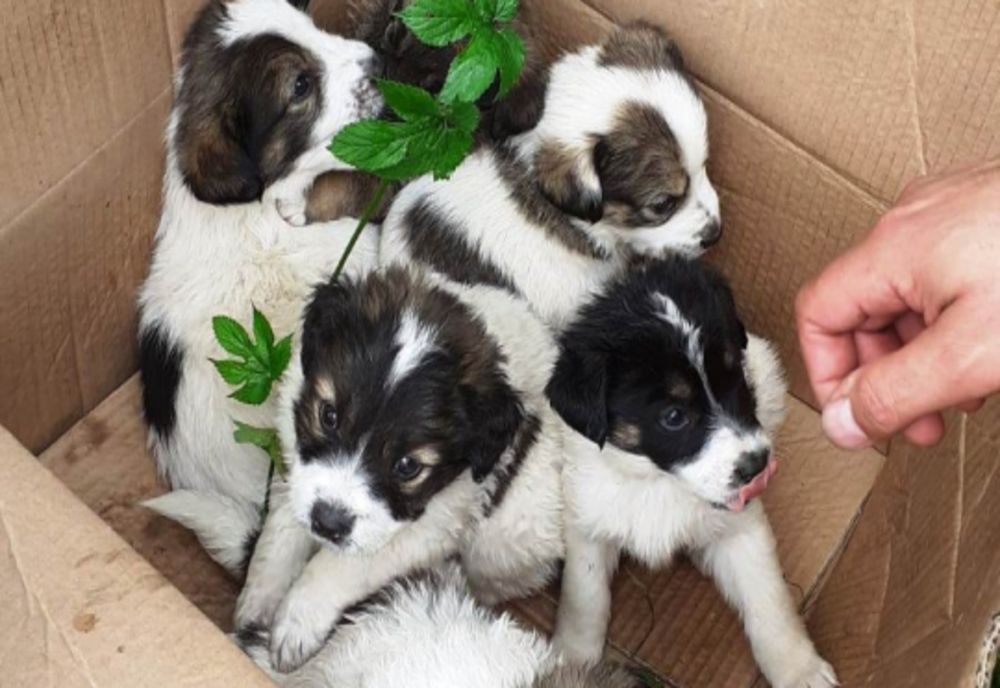 Intervenții salvatoare ale polițiștilor biroului pentru protecția animalelor