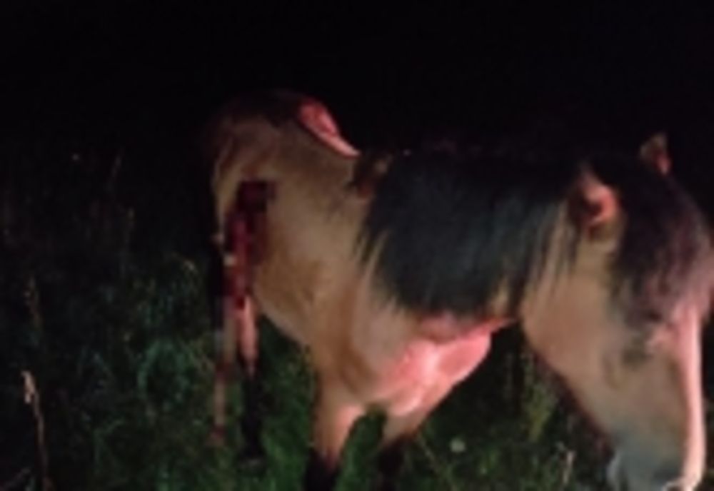 FOTO- Cruzime fără margini! Un nemțean a injunghiat un cal!