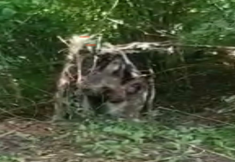 FOTO- ATENȚIE! URS PERICULOS