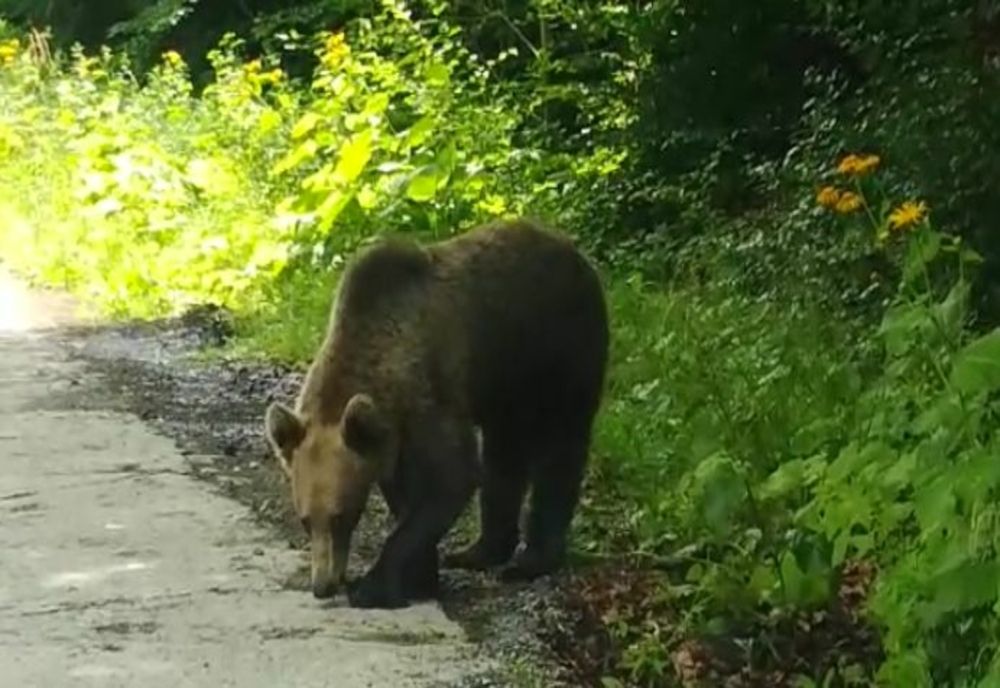 Carne de urs ascunsă în saci sub un pod din Tarcău 