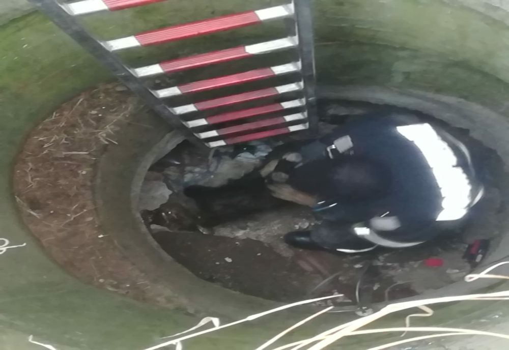 Cățel salvat de pompieri