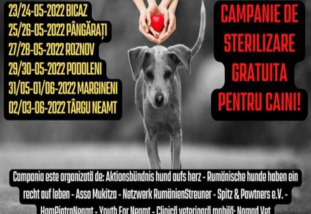 Campanie de sterilizare pentru câini, cu sau fără stăpân
