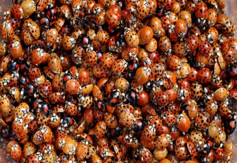 SOLUȚIA ecologică pentru a salva culturile de dăunători: metoda este INEDITĂ