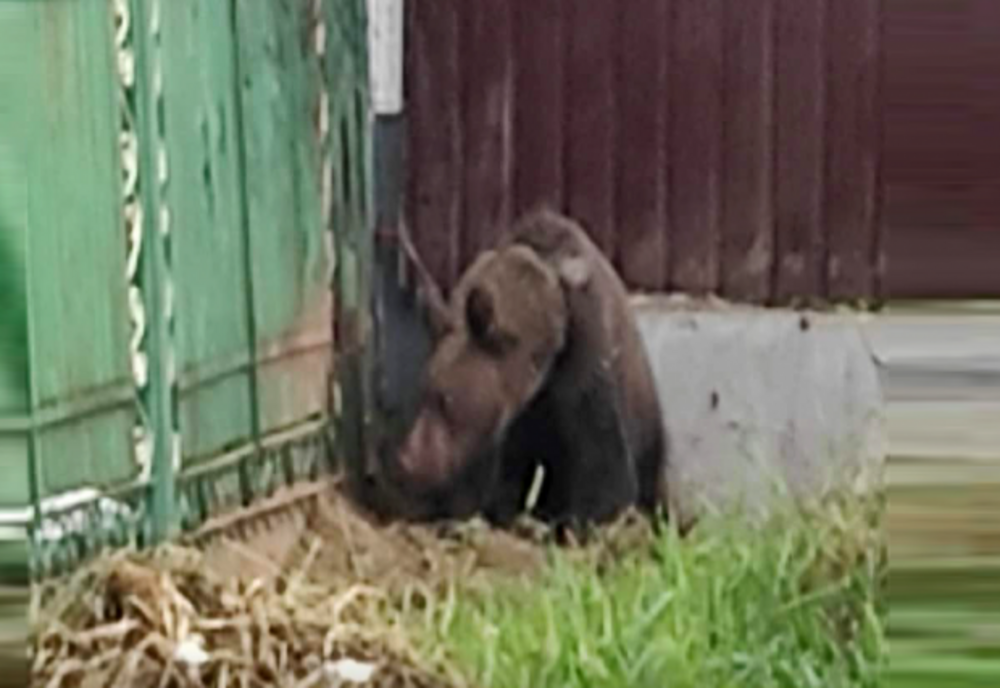 11 sesizări făcute prin apel la 112 care semnalau prezența urșilor la care au fost solicitați jandarmii nemțeni