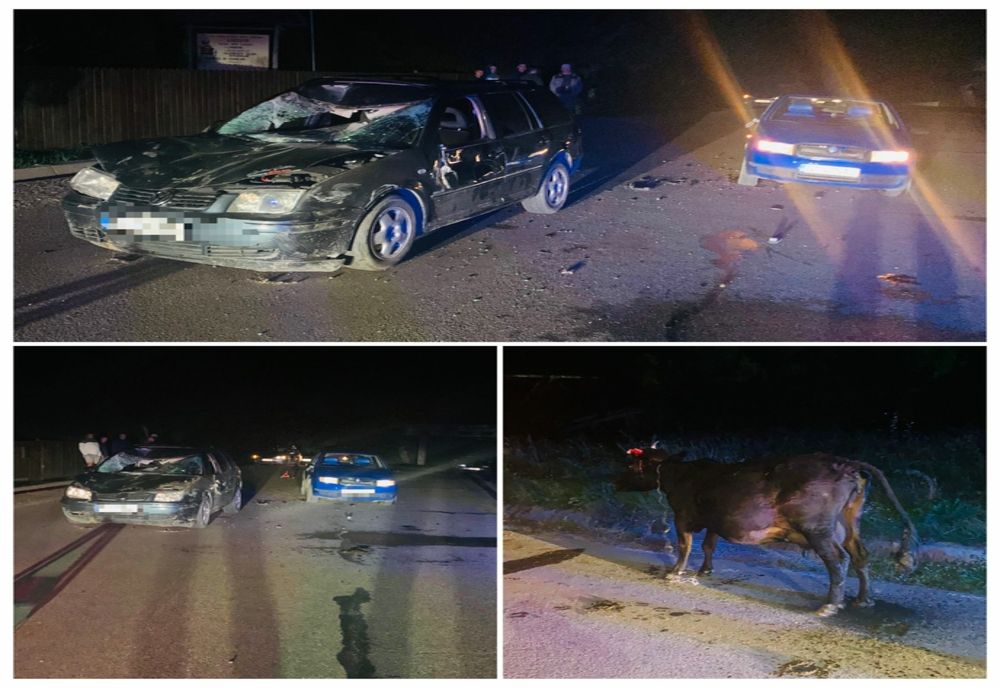 O vacă lăsată nesupravegheată a provocat un accident rutier pe un drum din Neamț