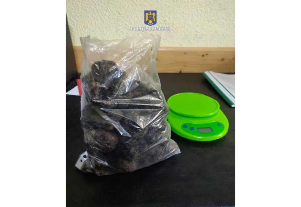 Prins la recoltat de trufe negre