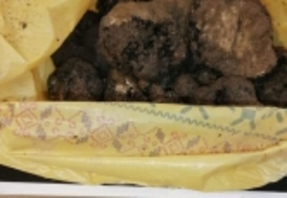 Doi vasluieni, prinși la recoltat trufe negre în Neamț