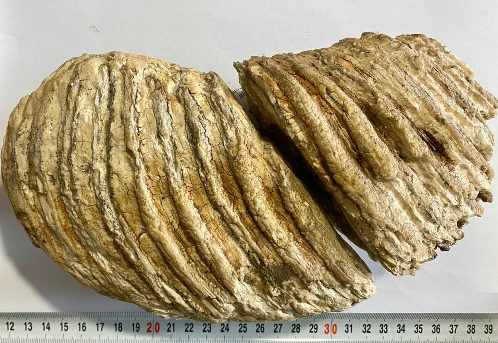 Molar de Mamut, vechi de 10.000 de ani, descoperit în albia râului Nechit