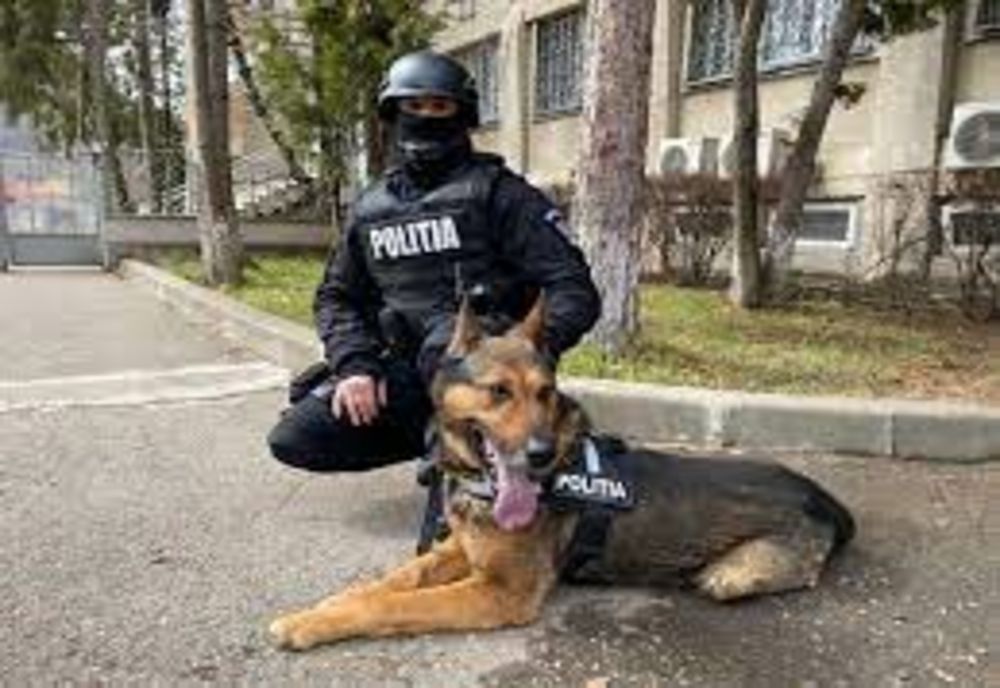 Individ acuzat de tentativă de viol și furt calificat, găsit cu ajutorul câinelui Oscar