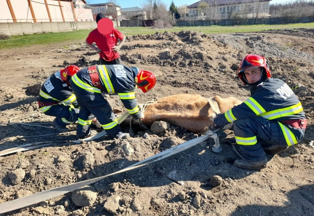 Misiune de salvare a pompierilor din Roman pentru a salva o bovină dintr-o groapă cu reziduuri