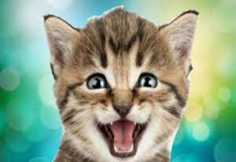 De ce miaună pisicile? MESAJUL SECRET pe care vor să ți-l transmită