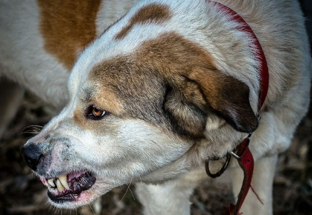 Copilă de doar 10 ani, atacată şi muşcată de un câine în timp ce mergea pe stradă. Incident grav în județul Neamț